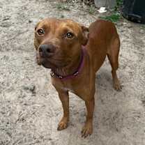 Thumbnail photo of Ruby #1