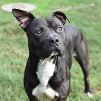 Thumbnail photo of Jet #2