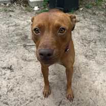 Thumbnail photo of Ruby #3