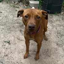 Thumbnail photo of Ruby #4