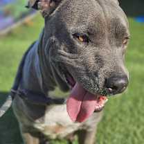 Thumbnail photo of Blue #4