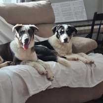 Thumbnail photo of Bandit #3