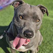 Thumbnail photo of Blue #1