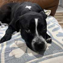 Thumbnail photo of Hugo #2