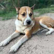 Thumbnail photo of Thunder #1
