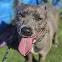 Thumbnail photo of Blue #2