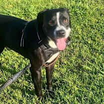 Thumbnail photo of Hugo #3
