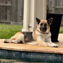 Thumbnail photo of HIbiscus #2