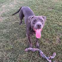 Thumbnail photo of Rocko #1