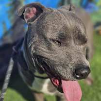 Thumbnail photo of Blue #3