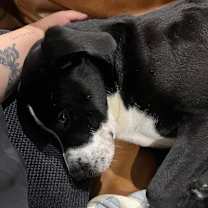 Thumbnail photo of Hugo #4