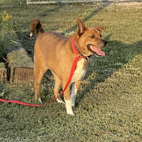 Thumbnail photo of Beau #3