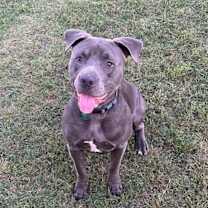 Thumbnail photo of Rocko #2
