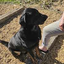 Thumbnail photo of Cyrus #1