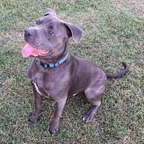 Thumbnail photo of Rocko #3