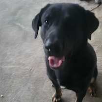 Thumbnail photo of Cyrus #4