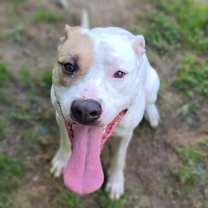 Thumbnail photo of Yang #1