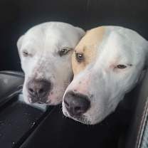 Thumbnail photo of Yang #2