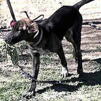 Thumbnail photo of Alfie #4