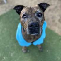 Thumbnail photo of Bison #2