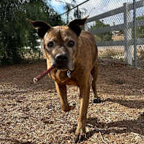 Thumbnail photo of Bison #4