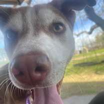 Thumbnail photo of Dug/Buddy #1