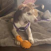 Thumbnail photo of Dug/Buddy #2