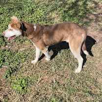 Thumbnail photo of Dug/Buddy #3