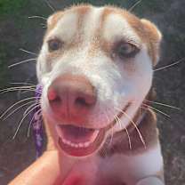 Thumbnail photo of Dug/Buddy #4