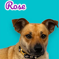 adopt-pet