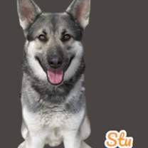 adopt-pet