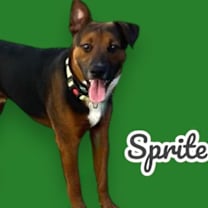 adopt-pet