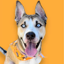 adopt-pet