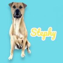 adopt-pet