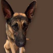 adopt-pet