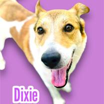 Thumbnail photo of Dixie #1