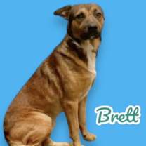 adopt-pet