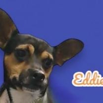 adopt-pet