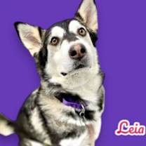 adopt-pet