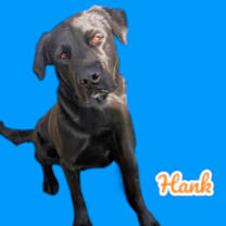 adopt-pet
