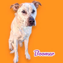 adopt-pet