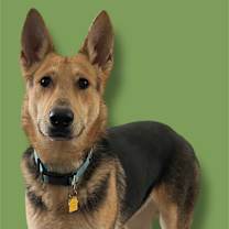 adopt-pet