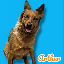 adopt-pet