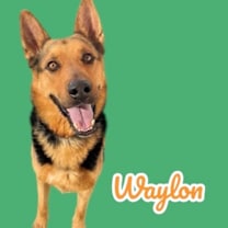 adopt-pet