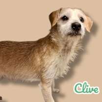 adopt-pet