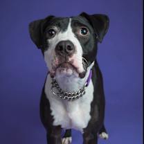 Thumbnail photo of Phoebe #1