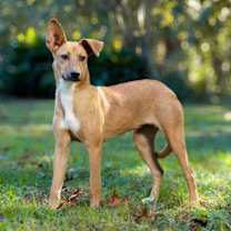 Thumbnail photo of Sandy #1