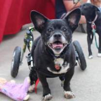 Thumbnail photo of Tux #1