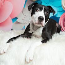 Thumbnail photo of Phoebe #2