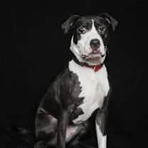 Thumbnail photo of Phoebe #3